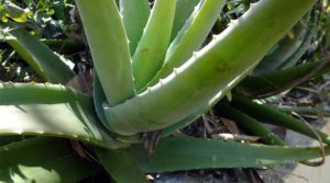 Close-up of an aloe vera plant with thick, fleshy leaves.