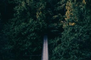 A narrow bridge cutting through dense, dark green forest.