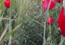 Close-up of red poppies in a grassy field.