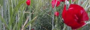 Close-up of red poppies in a grassy field.