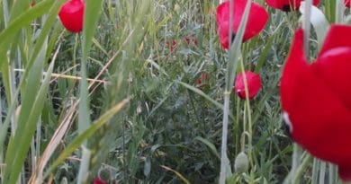 Close-up of red poppies in a grassy field.