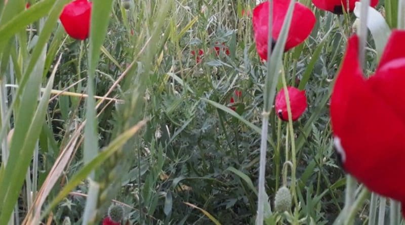 Close-up of red poppies in a grassy field.
