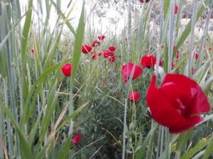 Bright red poppies blooming among tall green grasses.