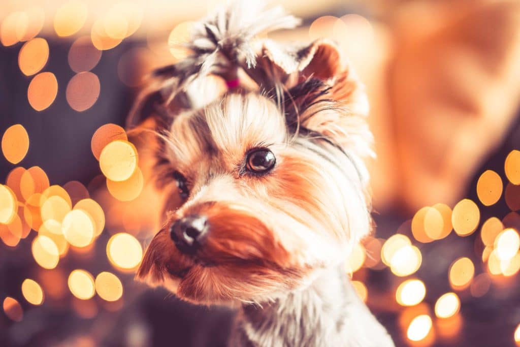 A cute Yorkshire Terrier with a festive blurred background.