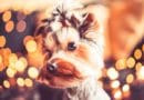A cute Yorkshire Terrier with a festive blurred background.