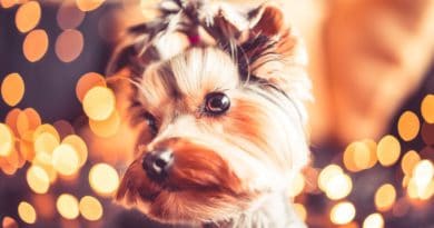 A cute Yorkshire Terrier with a festive blurred background.