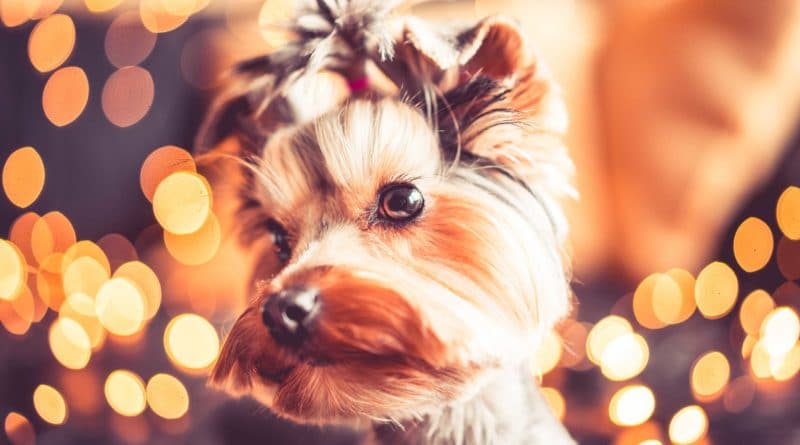 A cute Yorkshire Terrier with a festive blurred background.