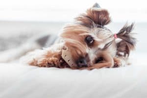 A dog resting its head on a plush toy, looking calm and cozy.