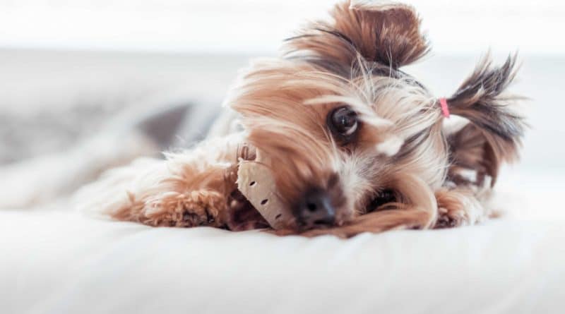 A dog resting its head on a plush toy, looking calm and cozy.