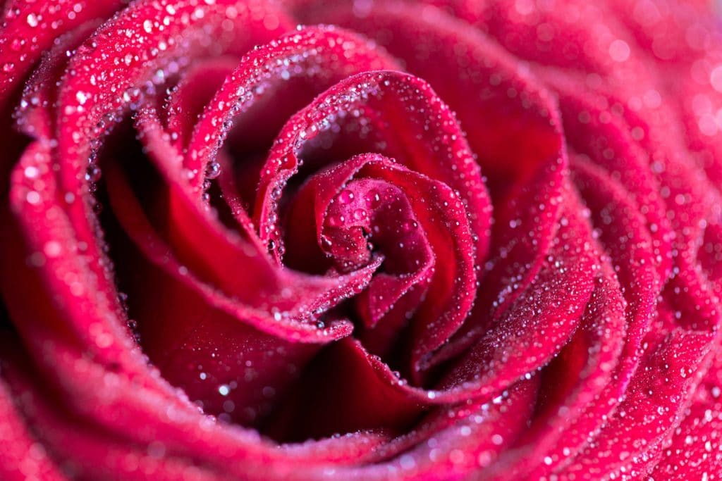 Close-up of a red rose covered in dew drops.