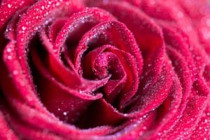 Close-up of a red rose covered in dew drops.