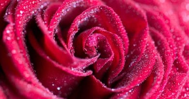 Close-up of a red rose covered in dew drops.