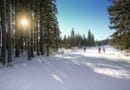 Sunlit snowy forest with skiers on a clear winter day.