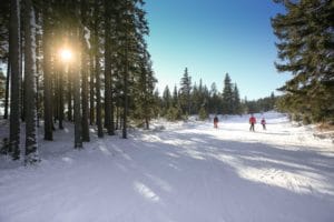 Sunlit snowy forest with skiers on a clear winter day.