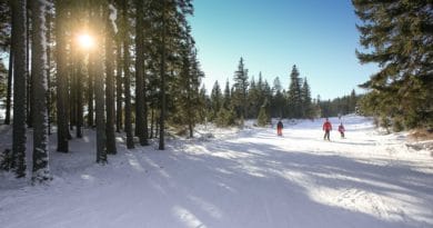 Sunlit snowy forest with skiers on a clear winter day.