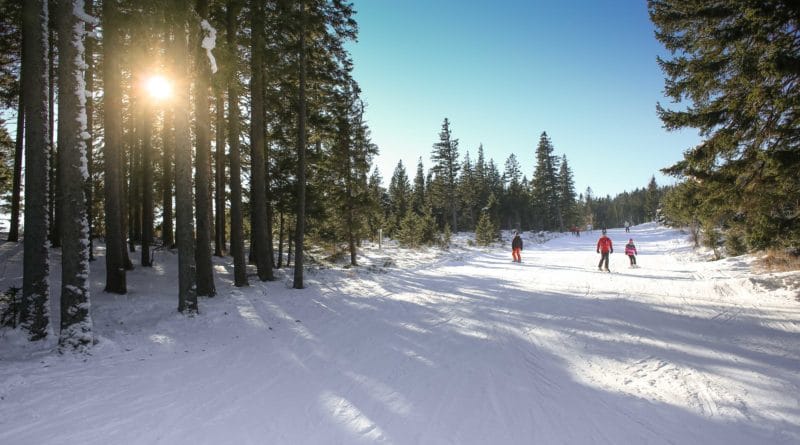 Sunlit snowy forest with skiers on a clear winter day.