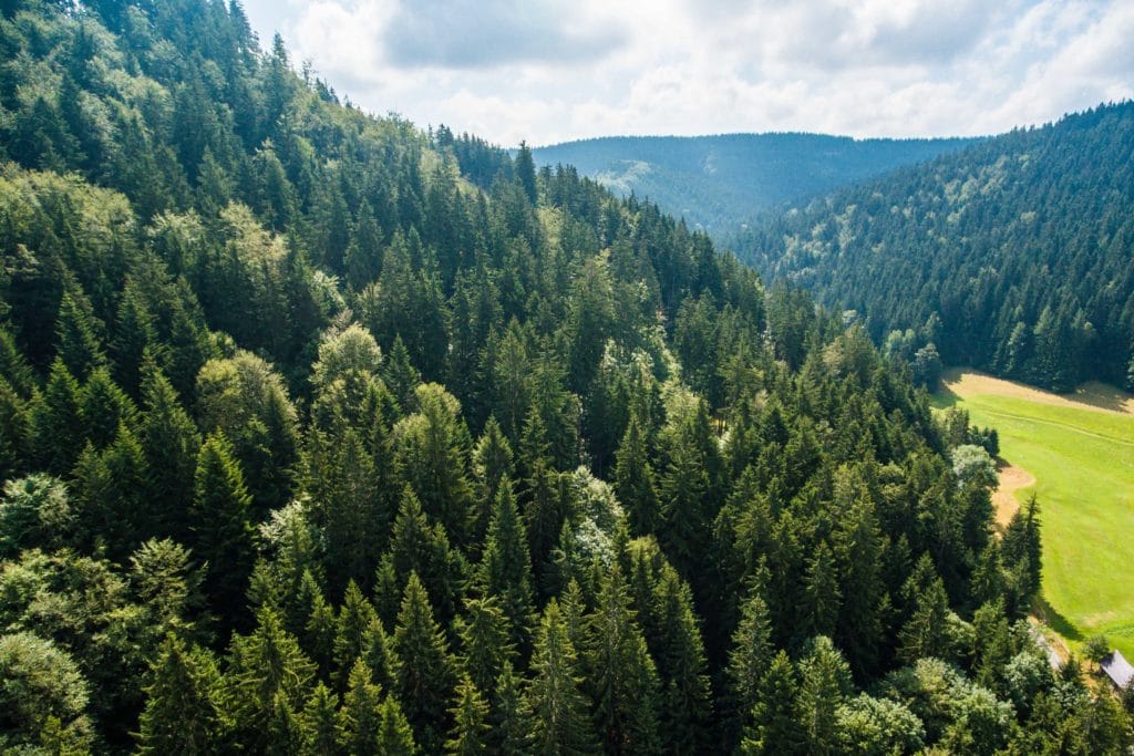 A dense forest covering rolling hills under a cloudy sky.