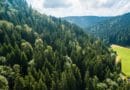 A dense forest covering rolling hills under a cloudy sky.