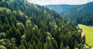 A dense forest covering rolling hills under a cloudy sky.
