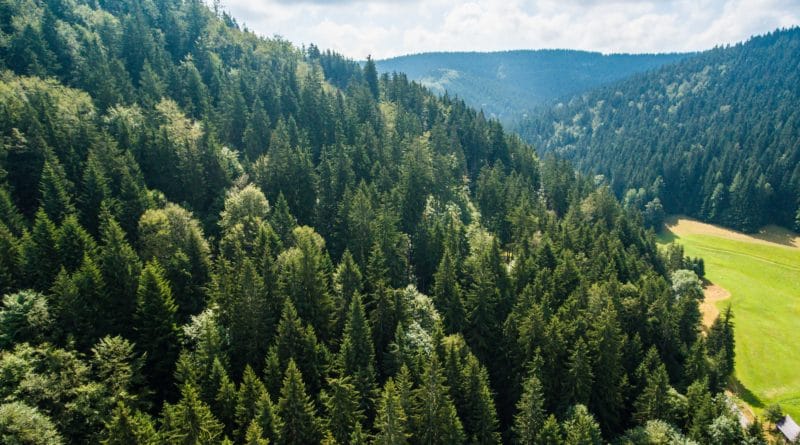 A dense forest covering rolling hills under a cloudy sky.