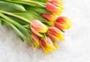 A bouquet of pink and yellow tulips with green leaves.