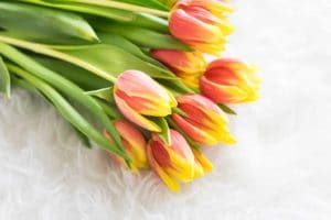 A bouquet of pink and yellow tulips with green leaves.