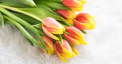 A bouquet of pink and yellow tulips with green leaves.