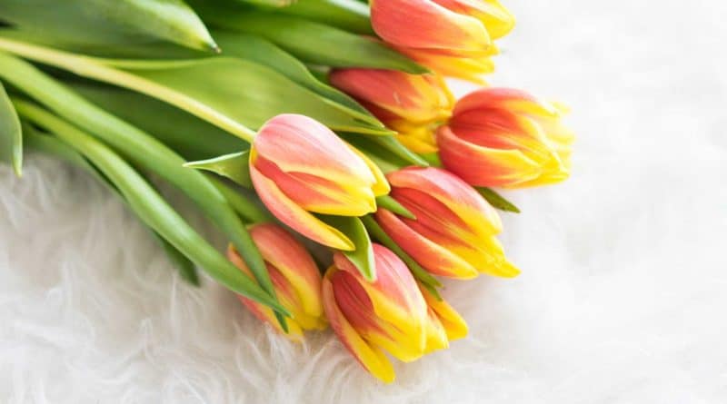 A bouquet of pink and yellow tulips with green leaves.