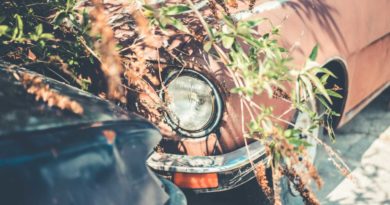 Rusty old car headlight covered by branches and leaves.