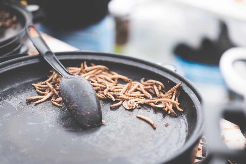 Spoon scooping dried mealworms from a pan.