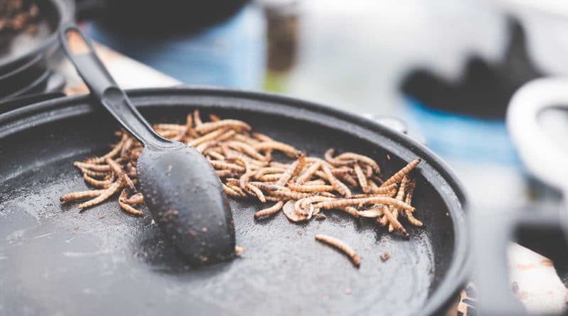 Spoon scooping dried mealworms from a pan.