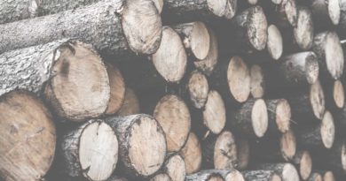 Stack of cut tree logs piled together outdoors.