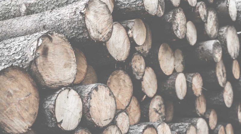 Stack of cut tree logs piled together outdoors.