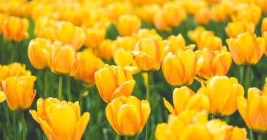 A vibrant field of yellow tulips in bloom under sunlight.