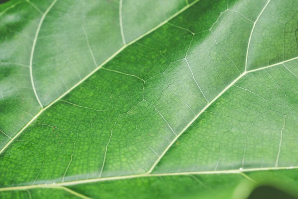 Close-up of vibrant green leaf veins.