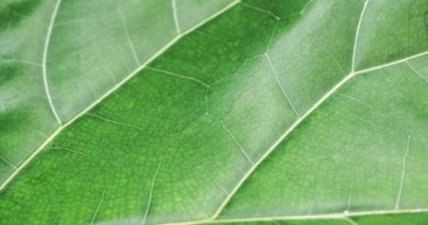 Close-up of vibrant green leaf veins.