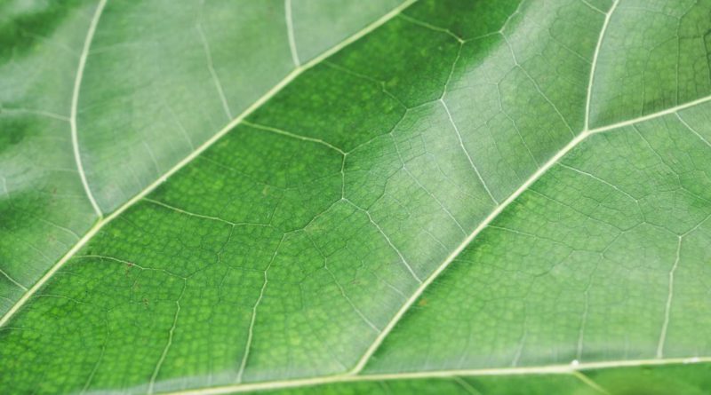 Close-up of vibrant green leaf veins.