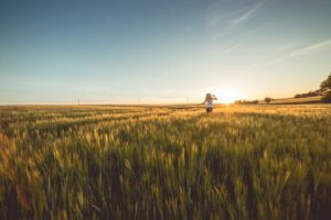 Person standing in a vast wheat field at sunset.