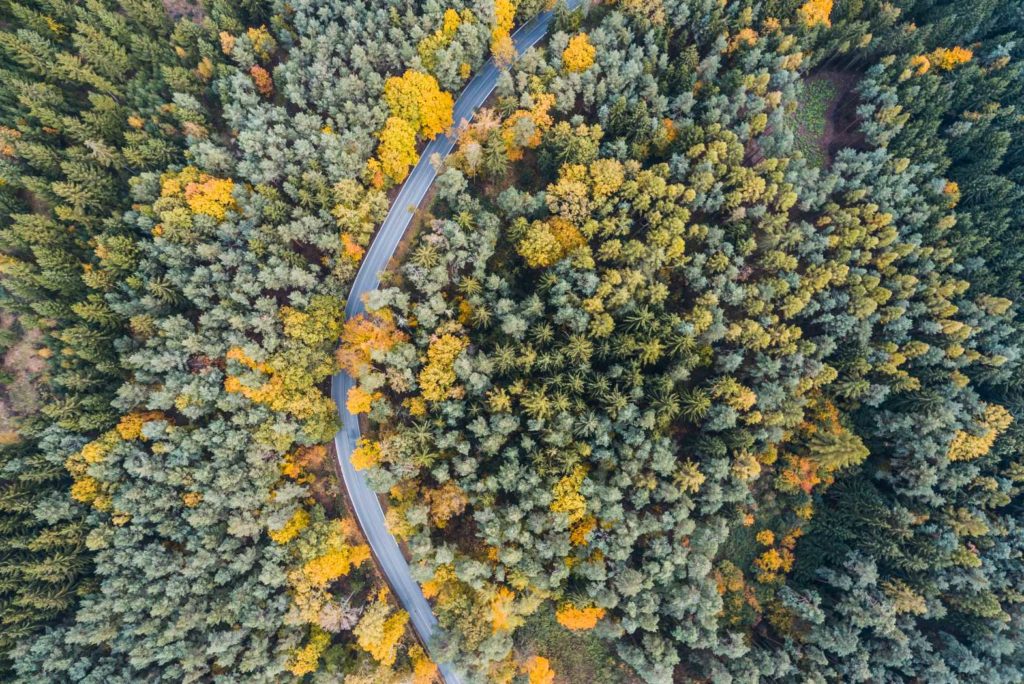 A winding pathway through a dense forest with autumn foliage.