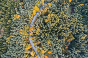 A winding pathway through a dense forest with autumn foliage.