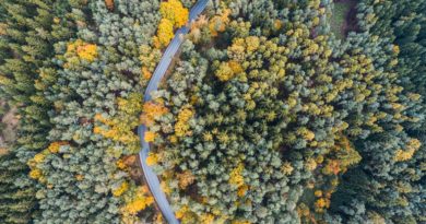 A winding pathway through a dense forest with autumn foliage.