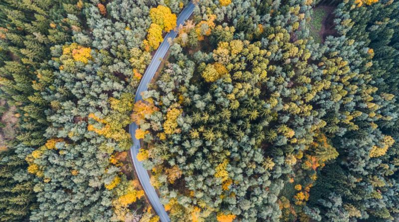 A winding pathway through a dense forest with autumn foliage.