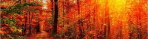 Vibrant autumn forest with red and orange foliage.