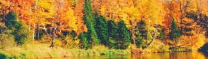 Evergreen trees by a lake with autumn foliage in the background.