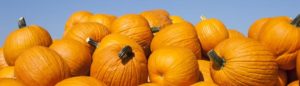 A cluster of bright orange pumpkins outdoors.