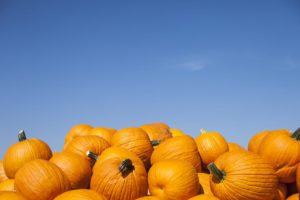 A pile of bright orange pumpkins under a clear blue sky.