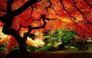 A vibrant autumn tree with fiery red leaves.