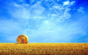 A hay bale rests in a golden wheat field under a blue sky.