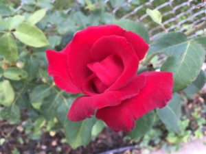 Close-up of a vibrant red rose in bloom.