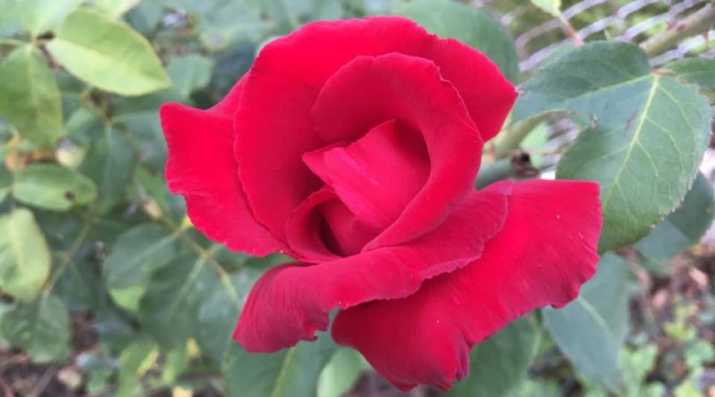 Close-up of a vibrant red rose in bloom.